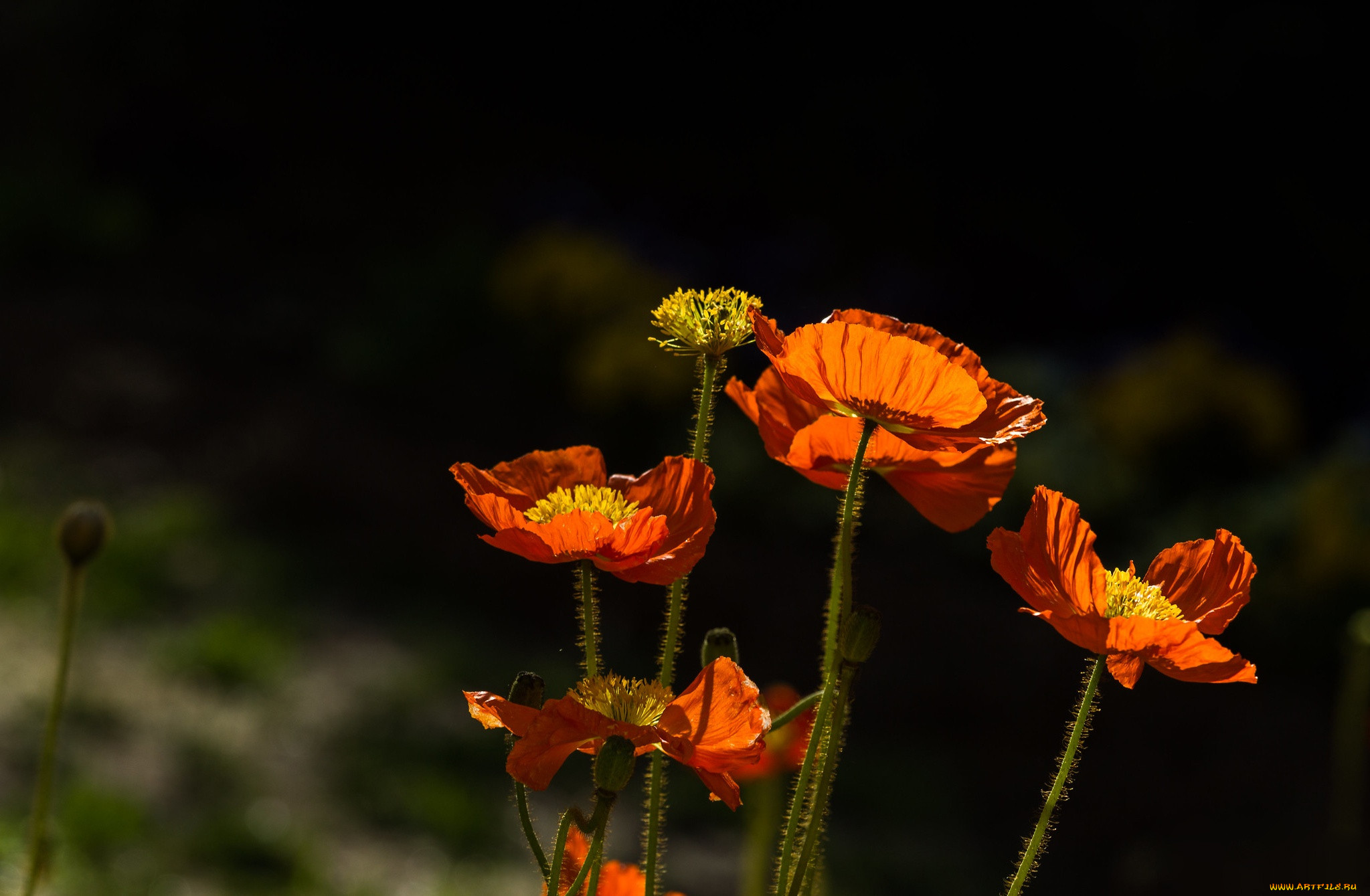 �����, ����